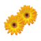 Tadimety Aromatics logo