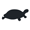 Black Turtle
