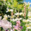 Loon Advisors